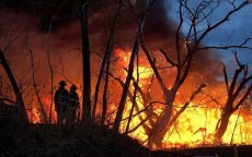 Brand verwoest 65 hectare bos in Ouezzane