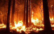 Brand verwoest 120 hectare bos nabij Tanger Med