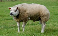 Schapen in Marokko met hormonen vetgemest voor het Offerfeest (video)