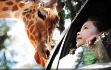 Agadir krijgt safaripark van 42 miljoen