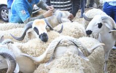 Steeds meer jonge Marokkanen weigeren Offerfeest te vieren