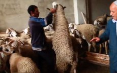 Hoeveel kost het duurste schaap in Marokko? (video)