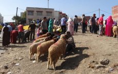 Verkiezingen Marokko: kandidaten delen schapen uit
