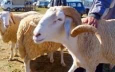 Nepagent steelt dertien schapen in Tanger