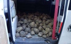 Ruim 300 schildpadden uit Marokko ontdekt in België