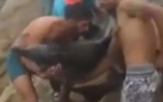 Marokkaanse jongeren redden gestrande dolfijn (video)