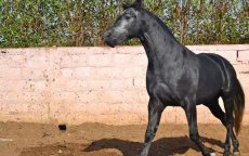 Losgeslagen paard veroorzaakt dodelijk ongeval in Marokko