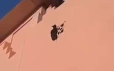 Mooie redding kat in Agadir (video)