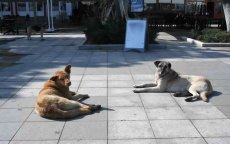 Zwerfhonden verscheuren lichaam baby in Marokko