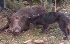 Wilde zwijnen zorgen voor overlast in Chefchaouen (video)