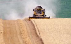 Douanerechten van 30% naar 135% om Marokkaanse tarwe te beschermen