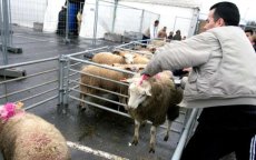 België: advies Raad van State gevraagd over ritueel slachten