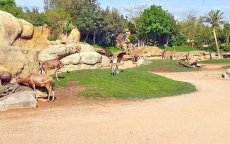 Rondleiding in het nieuw dierenpark van Ain Sebaa (video)