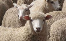 Eid al-Adha op 1 september in Nederland en België
