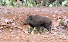 Vijf gewonden door aanval wild zwijn in El Jadida