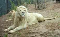 Eerste witte leeuw in dierenpark Rabat