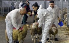België: klacht moslims en joden tegen verbod op onverdoofd slachten
