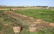 Marokko leent 200 miljoen euro voor landbouwsector