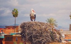 Ooievaarpark in Berkane volledig vernield (video)