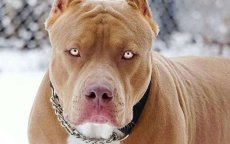 Casablanca: roofovervallen met sabels en pitbull