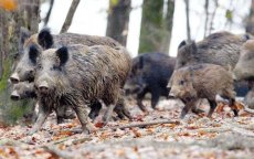 Marokko: zo verloopt de jacht op everzwijnen (video)