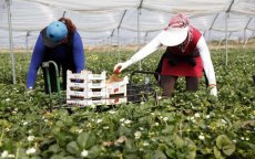 Spanje: Marokkaanse seizoenarbeiders 30 euro per dag betaald
