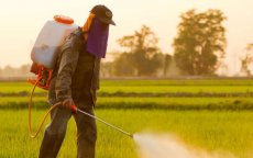 Drie verboden pesticiden nog steeds verkocht in Marokko