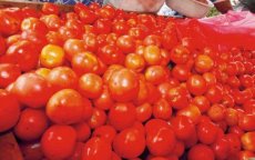 Rusland legt beslag op lading Marokkaanse tomaten