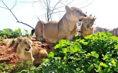 Leeuwen geboren in dierentuin Rabat (foto's)