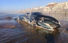 Walvis aangespoeld op strand in Casablanca (foto's)