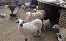 Eid ul-Adha: Melilla laat invoer schapen uit Marokko toe