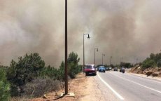 Bossen Tanger nieuw leven ingeblazen na verwoestende bosbranden (video)