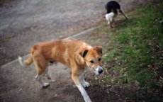 Baby in Marokko doodgebeten door zwerfhond