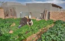 EU-Raad Buitenlandse Zaken keurt landbouwovereenkomst met Marokko inclusief Sahara goed