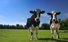 Ieren veroordeeld voor export zieke koeien naar Marokko