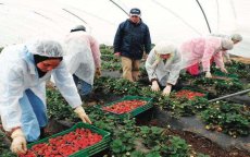 Spanje: 3000 Marokkaanse seizoenarbeidsters verdwenen