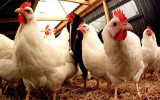 Marokko ontkent verlies 20% pluimvee door hittegolf