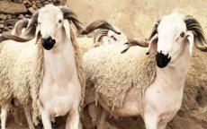 Marokko: 5 miljoen dieren zullen voor Eid ul-Adha worden geslacht