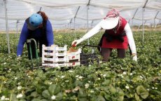 Groot-Brittannië wil seizoenarbeiders in Marokko aanwerven