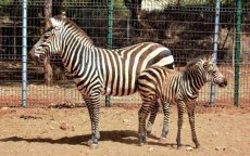 Nieuwe geboorte in dierentuin Rabat