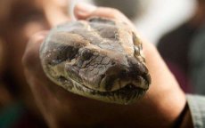 Marokkaanse douane neemt pythons in beslag bij Bab Sebta