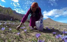 Marokko vierde grootste producent van saffraan ter wereld