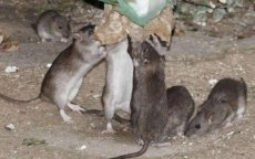 Casablanca gaat strijd aan tegen ratten