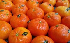Algerije: minister uit kritiek op kwaliteit Marokkaanse groenten en fruit