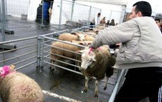 Marokko: ruim miljoen dieren tegen mond-en-klauwzeer ingeënt