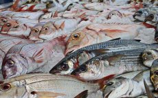 Melilla bezorgd: Marokko levert geen vis meer