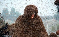 Bijen steken man dood in Marrakech