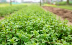 Zes regio's in Marokko produceren besmette munt