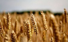 Agrarische handel tussen Marokko en Groot-Brittannië weegt 16 miljard dirham