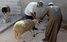 Man vraagt op bizarre wijze hulp aan Koning Mohammed VI